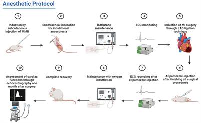 Novel protocol to establish the myocardial infarction model in rats using a combination of medetomidine-midazolam-butorphanol (MMB) and atipamezole